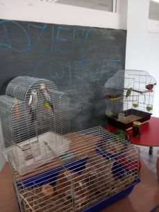 Światowy Dzień Zwierząt 🐶🐱